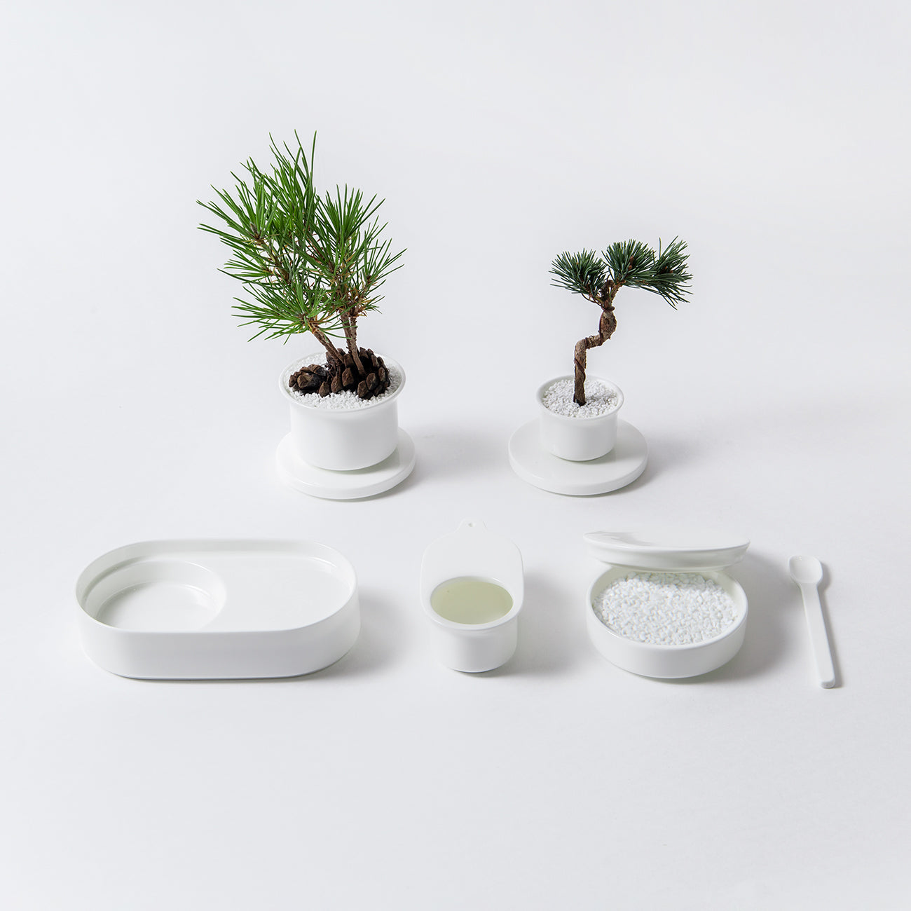 Table Bonsai
