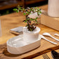 Table Bonsai