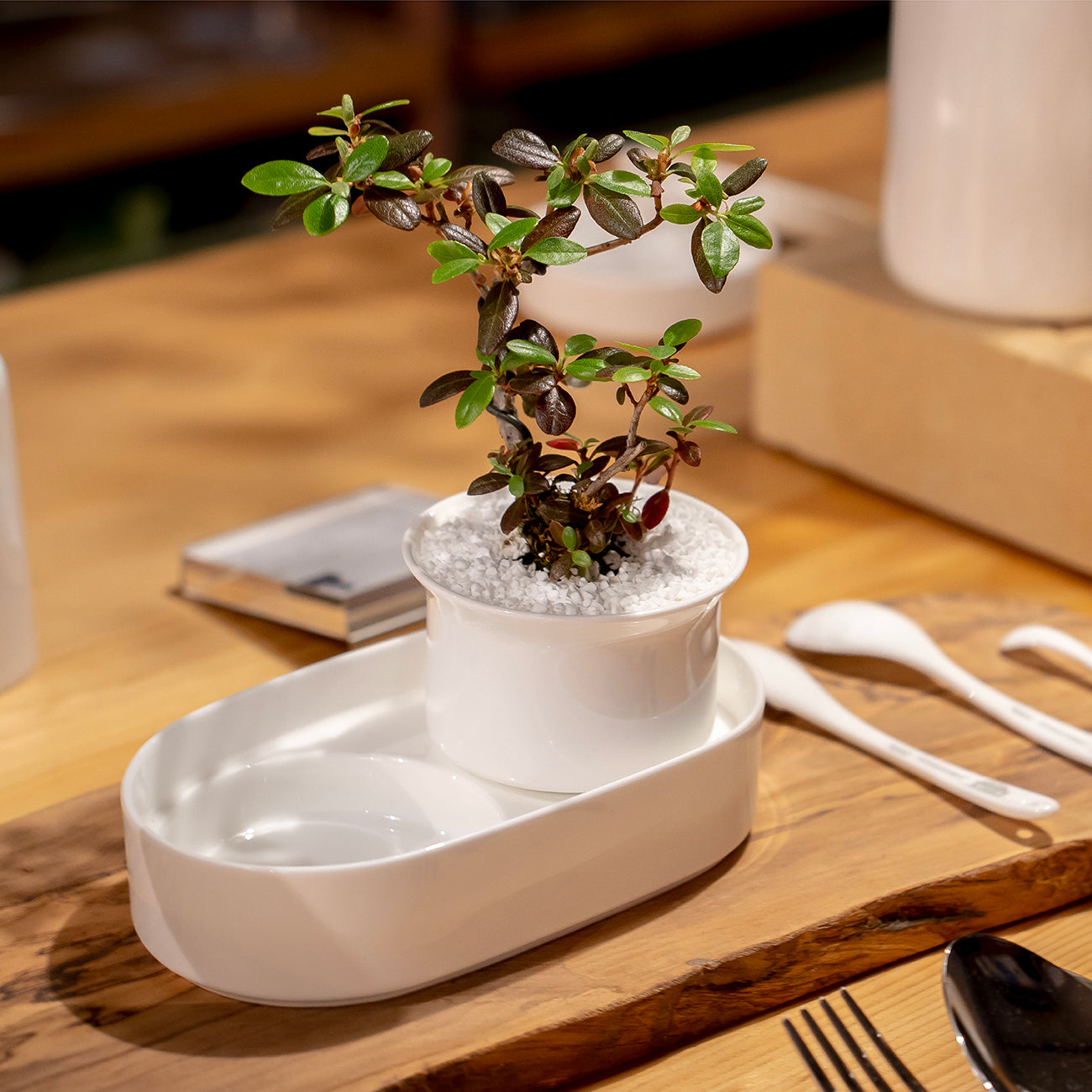 Table Bonsai