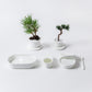 Table Bonsai
